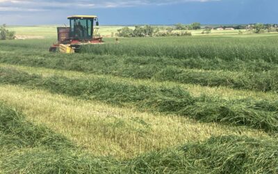 Test grain for nitrates before using it as forage