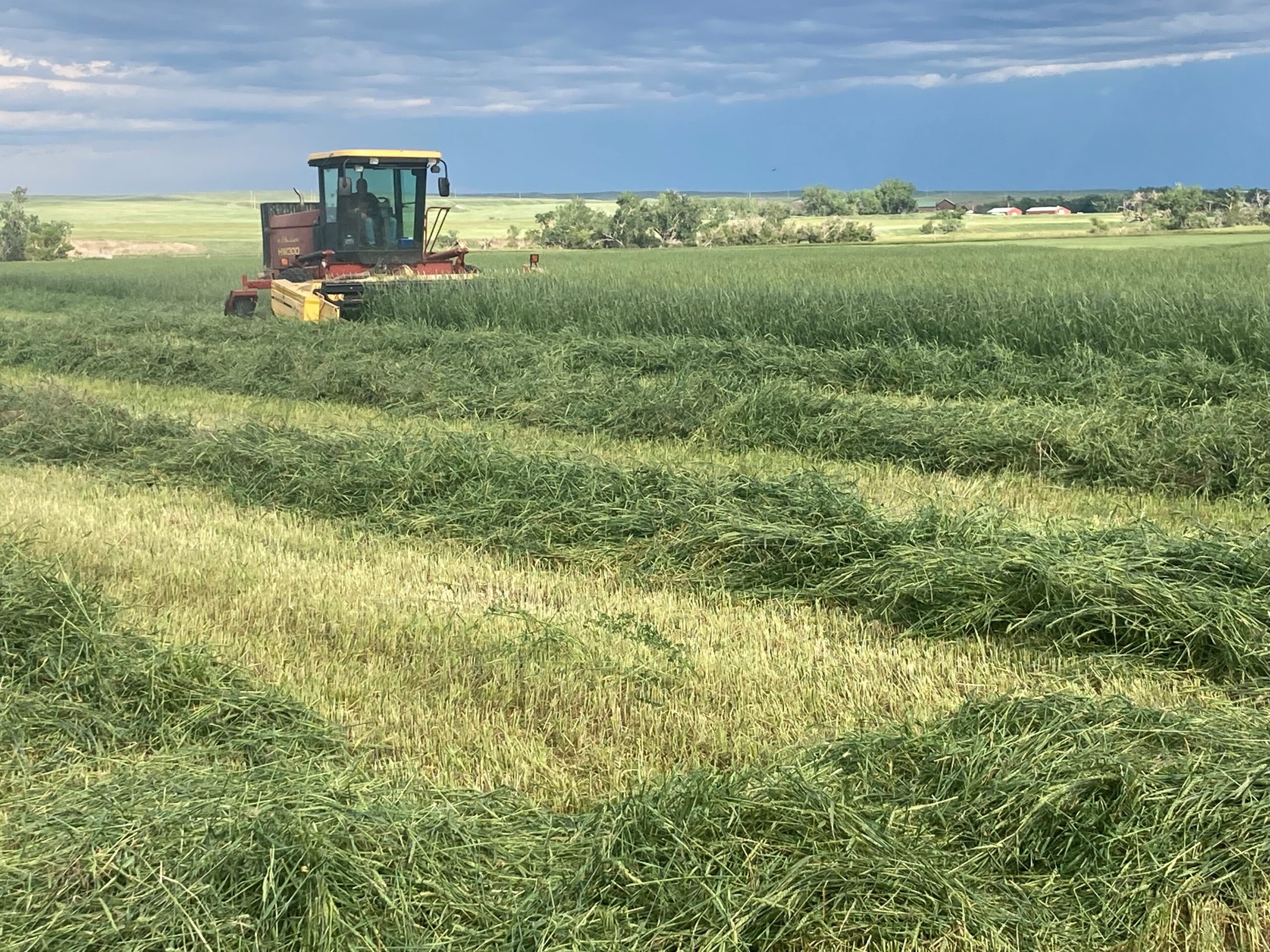 A swather cuts green winter wheat for hay.