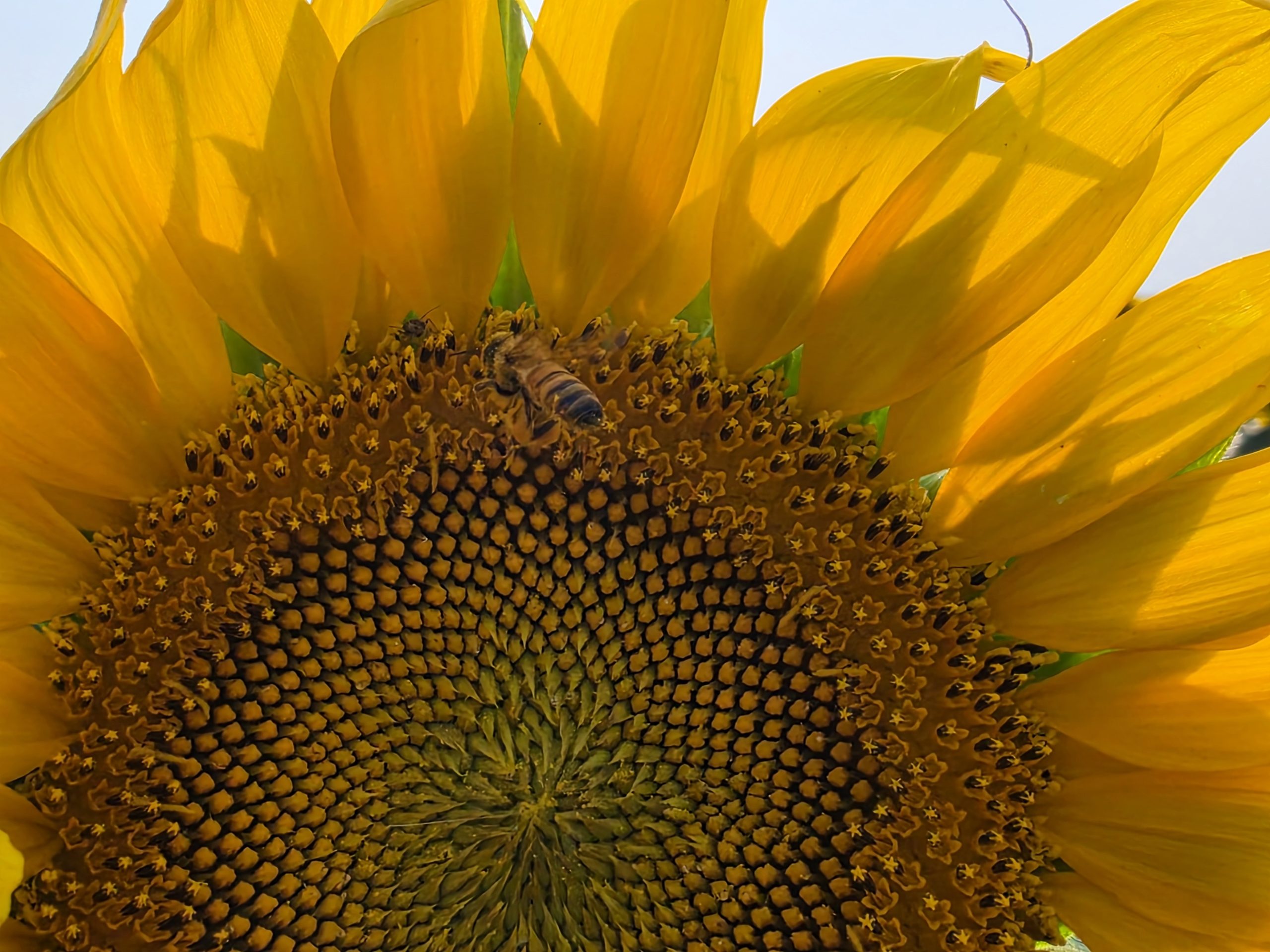 A close up photo of a bee pollinating a sunflower.