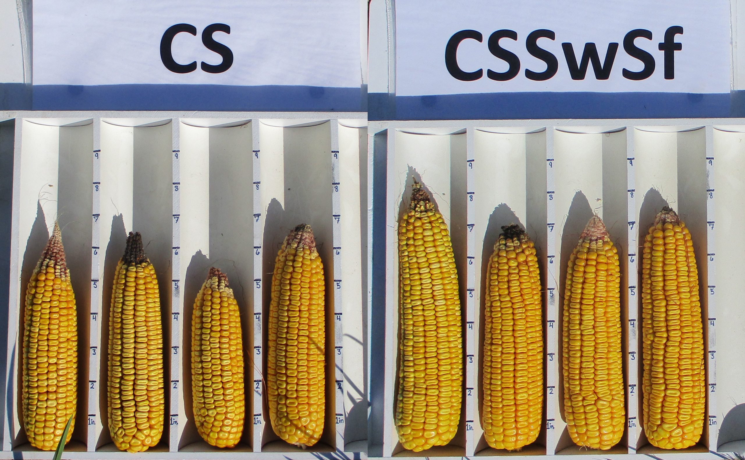 A comparison of corn cobs from a two-year rotation with corn cobs from a four-year rotation.