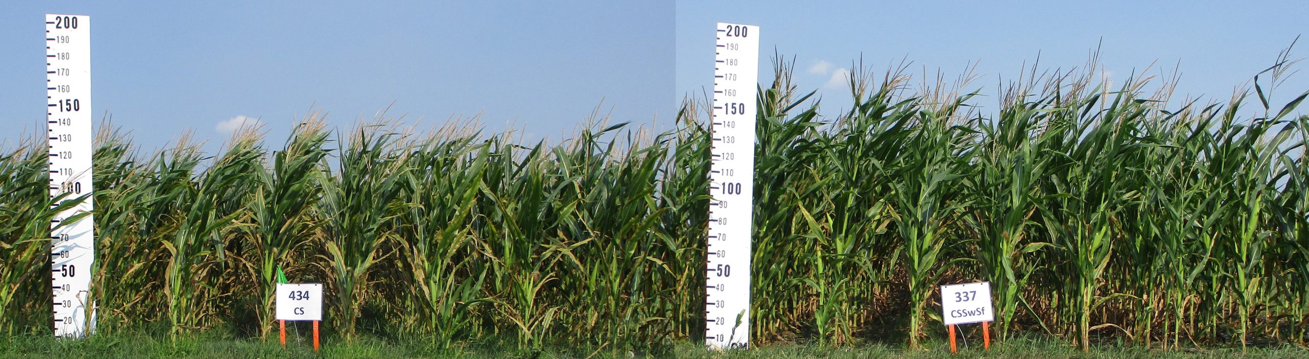 A photo comparing two different corn plots: One in a two-year rotation, and one in a four-year rotation.