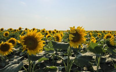 Growing sunflowers for soil health and stability