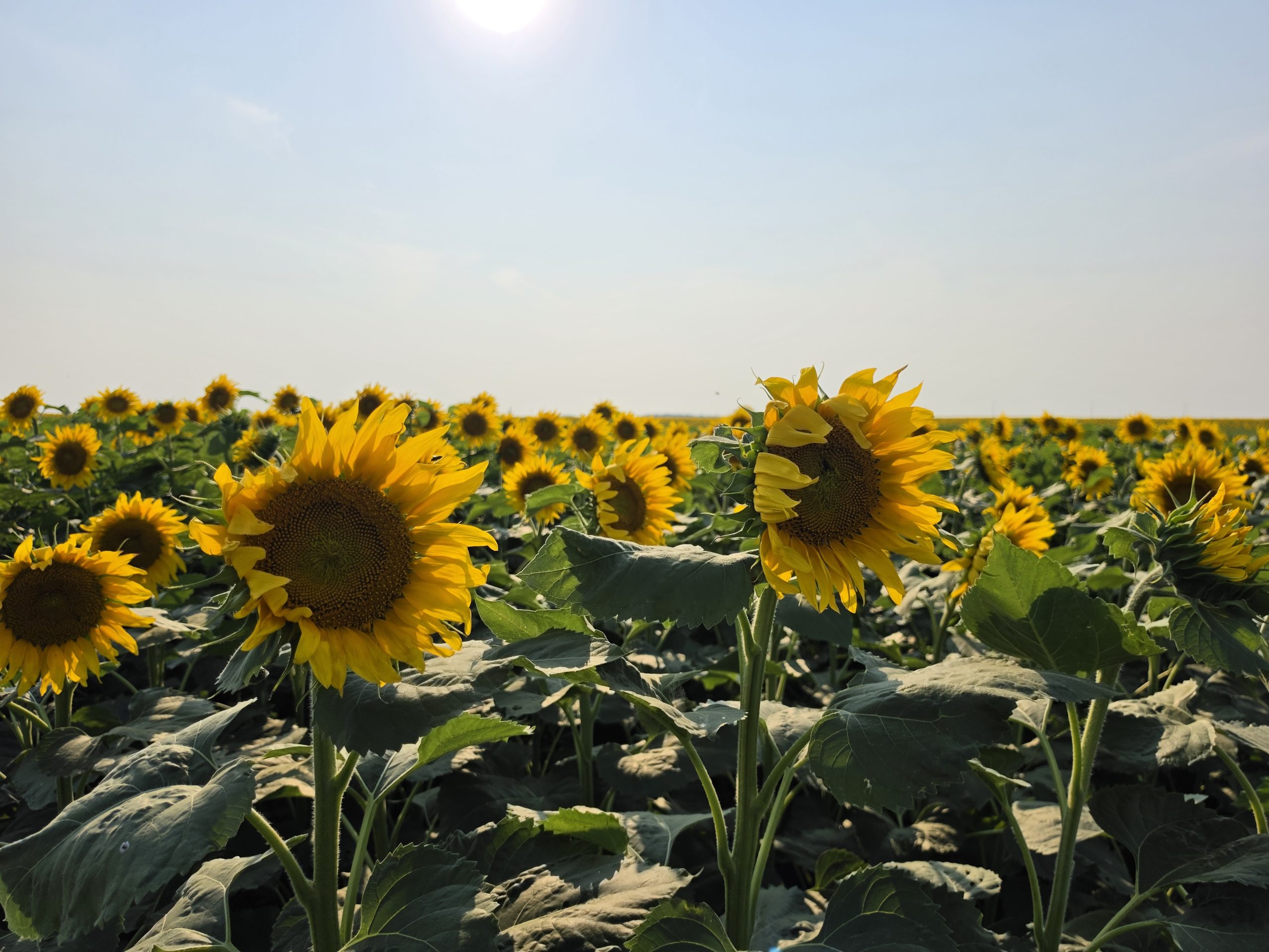 A field of sunflowers.