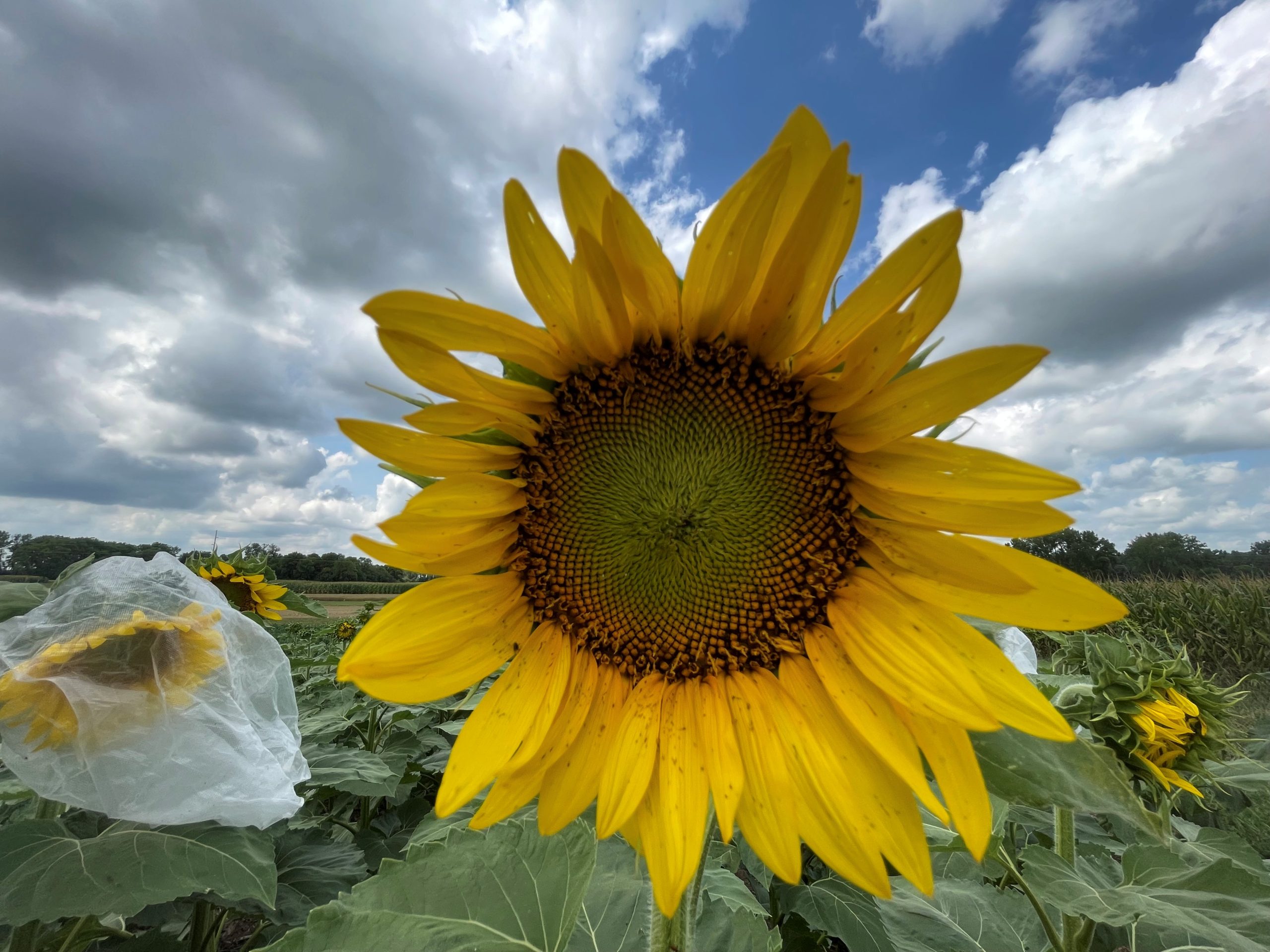 A close up photo of a sunflower in the foreground. In the background, there are some sunflowers with plastic bags tied over the flower heads.