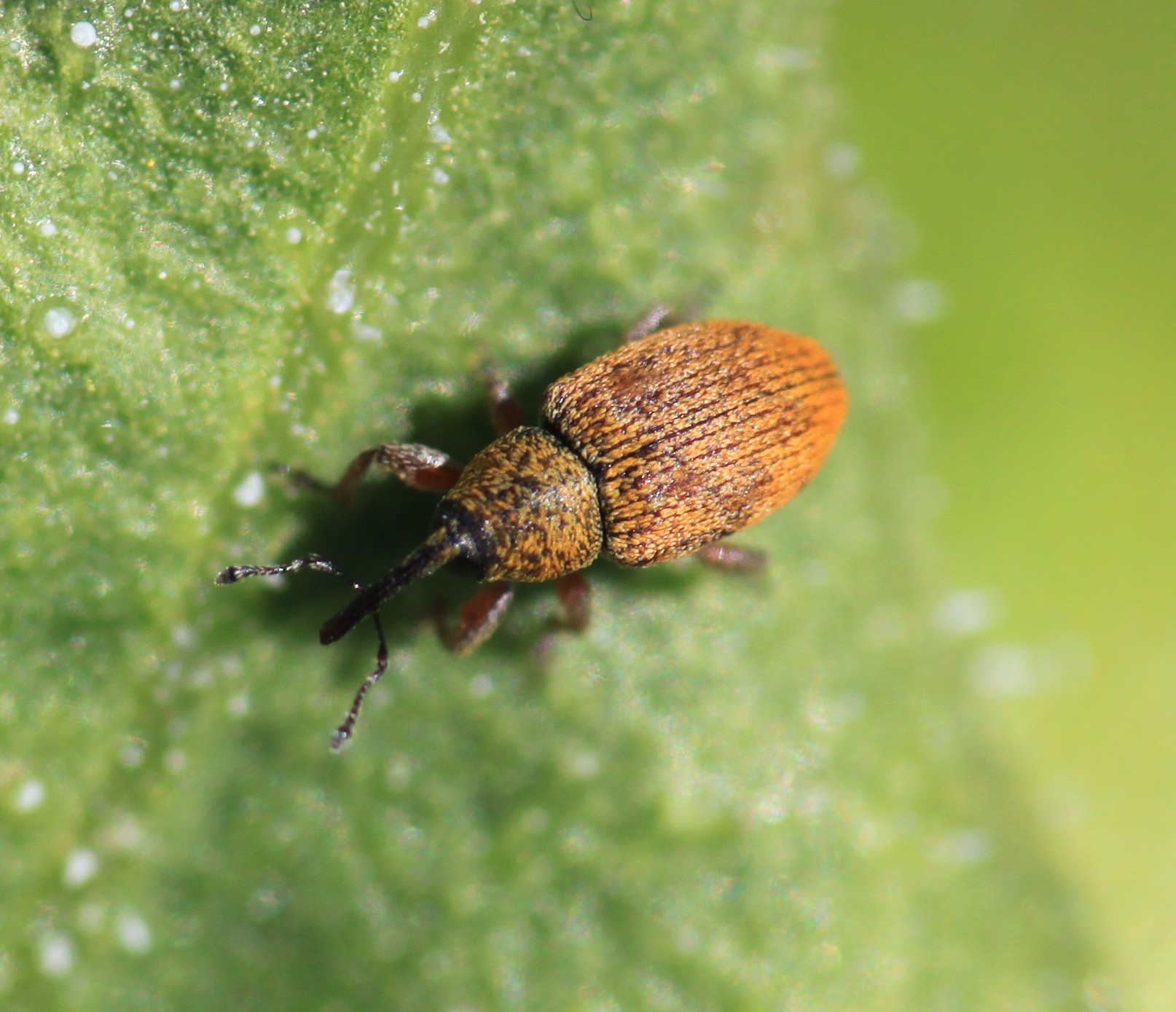 A close up photo of a female red sunflower seed weevil.