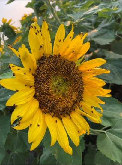 A sunflower that is heavily infested with red sunflower seed weevils.