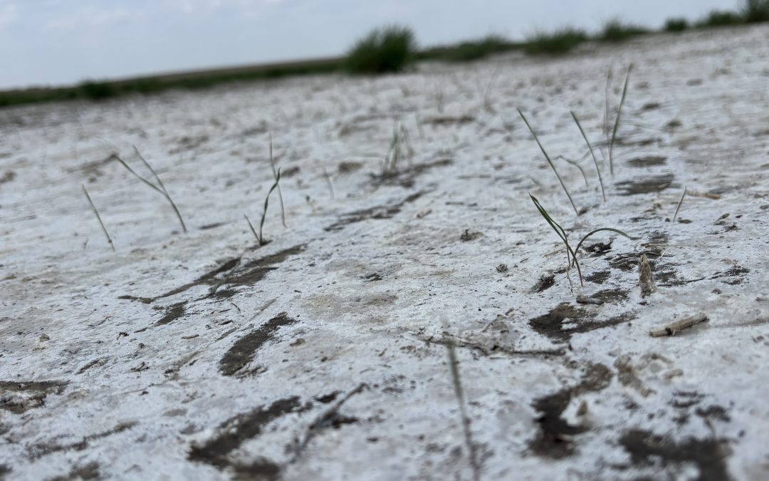 Saline and sodic soil problems are growing