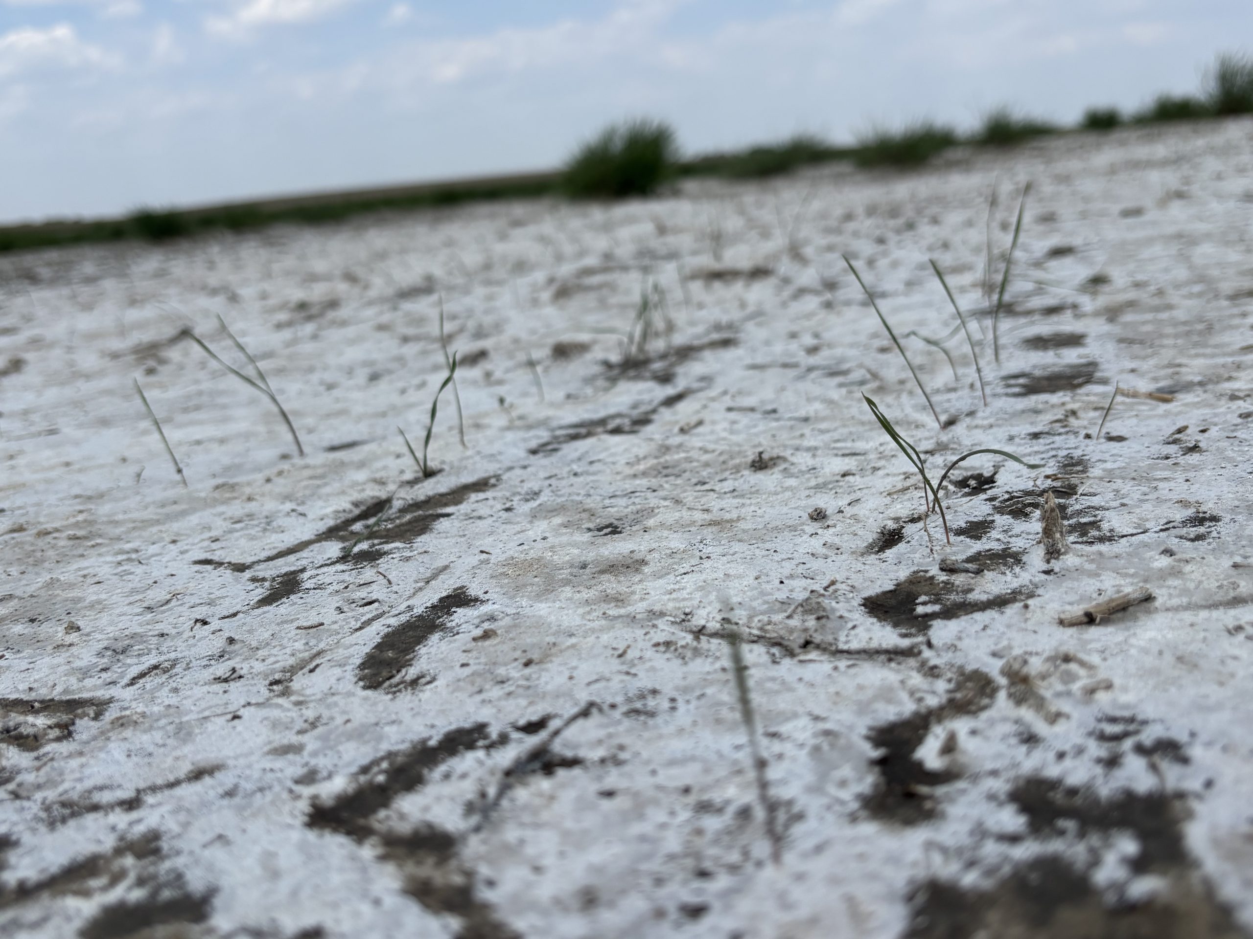 Seedlings emerge in Spink County saline soil